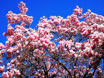 Low angle view of cherry blossoms in spring