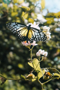 Close-up of butterfly pollinating on flower