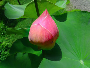 Close-up of pink lotus water lily