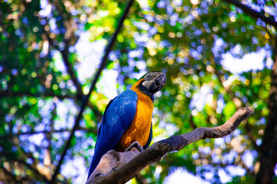 Low angle view of bird perching on branch