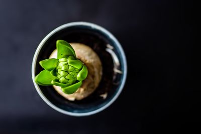 Close up of green plant against black background