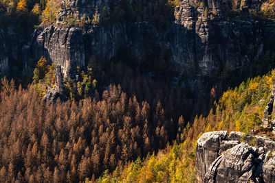 Trees and rocks in forest