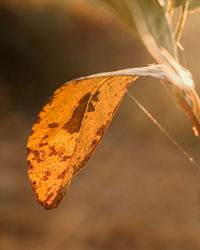 Close-up of autumn leaf