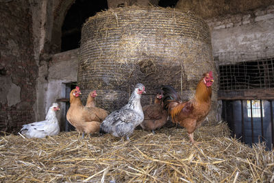 Chicken birds on hay in farm