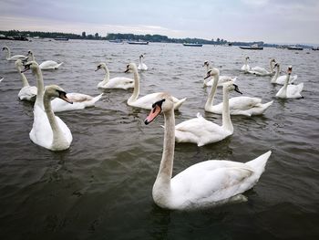 Swans and ducks swimming in lake against sky