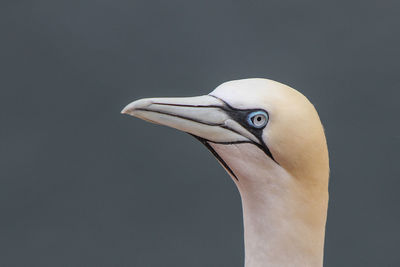 Close-up of bird against black background