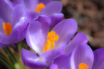 Close-up of purple flower