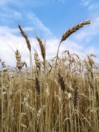 Close-up of stalks in field against sky