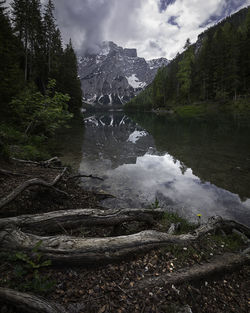 Tree roots with reflections in the water at lake braies in the dolomites, near cortina d'ampezzo