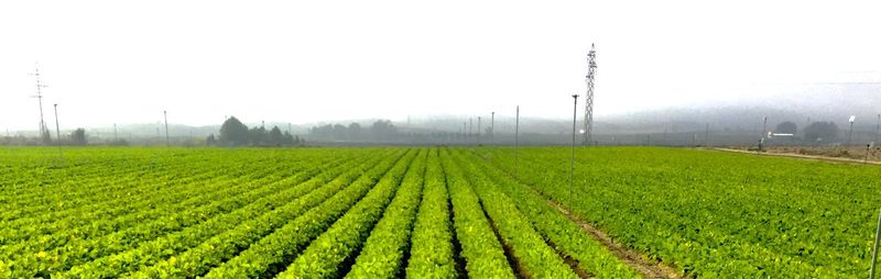 Scenic view of grassy field