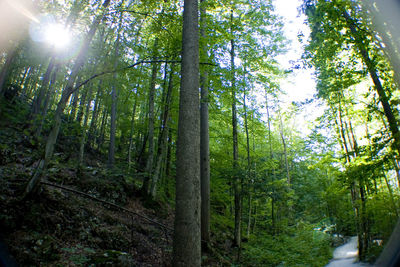 Low angle view of trees in forest