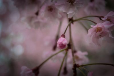 Close-up of pink flowers blooming on tree