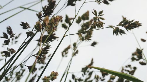 Close-up of flowering plant against sky