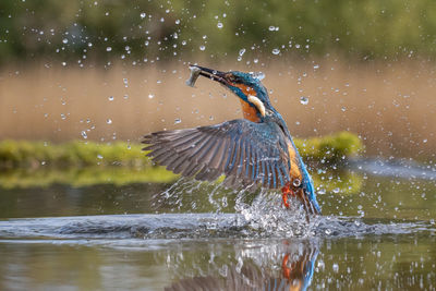 Bird flying over lake