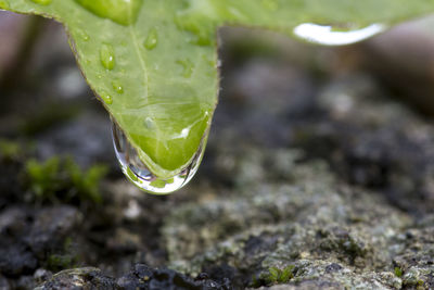 Close-up of water drops on plant