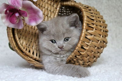 Close-up portrait of kitten in basket