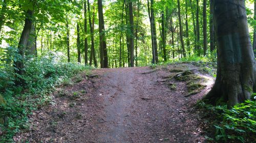 Trees in forest