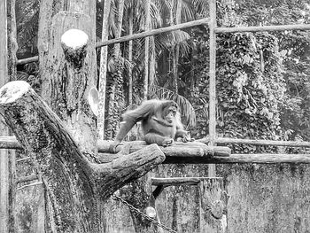 Monkey sitting on tree in forest