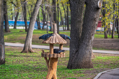 View of bird on tree trunk in park