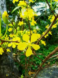 Close-up of yellow flowers growing on tree