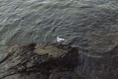 High angle view of seagull perching on rocky shore