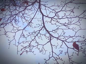 Bare trees against sky