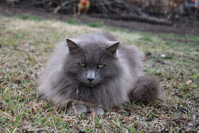 Portrait of a cat on field