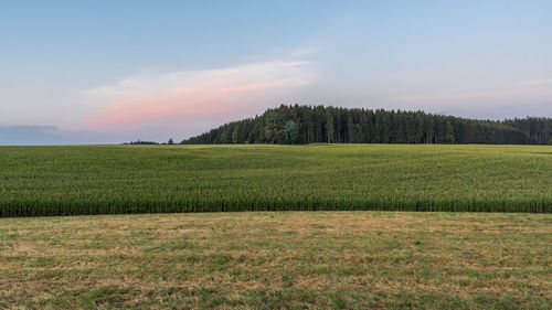 Scenic view of agricultural landscape against sky