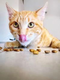 Close-up portrait of a cat