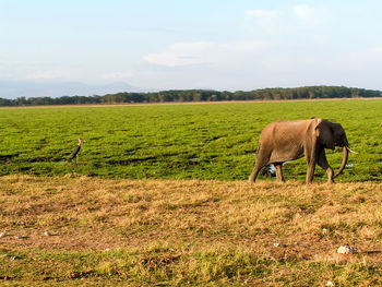 Horse grazing on field against sky