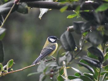 Close-up of bird perching on branch