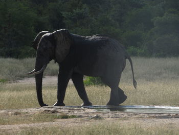 Side view of elephant