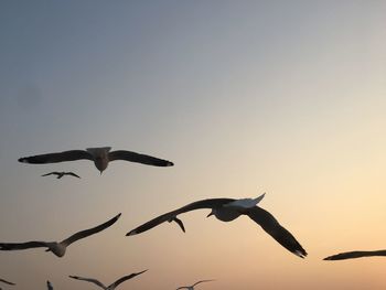 Low angle view of seagulls flying in sky
