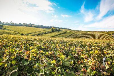 Crops growing on field against sky