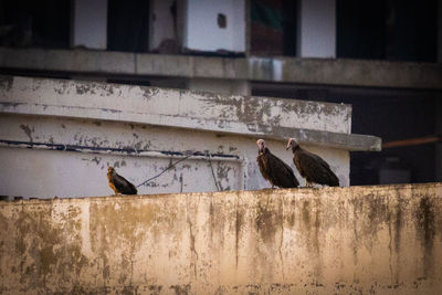 Two birds perching on wall