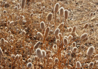 Plants growing on field