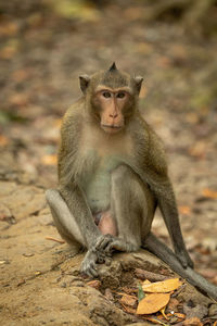 Long-tailed macaque sits on rock among leaves