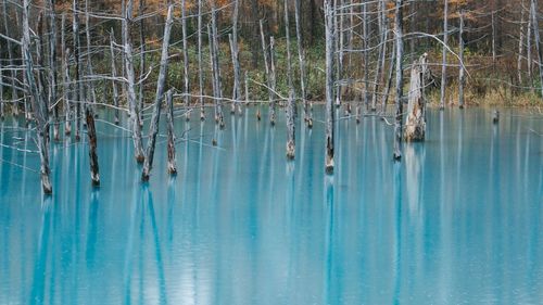 Reflection of trees in swimming pool