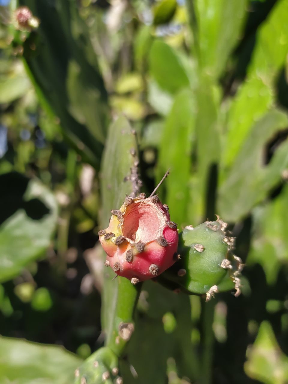 CLOSE-UP OF RED ROSE FLOWER BUDS