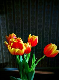 Close-up of tulips