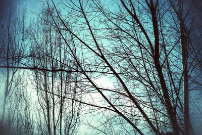 Low angle view of bare trees in forest