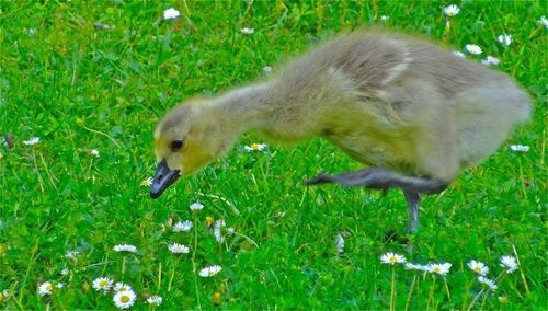 Dog on grassy field