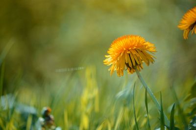 Close-up of yellow flowering plant on field