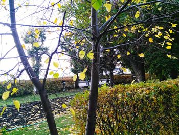 Low angle view of trees in park