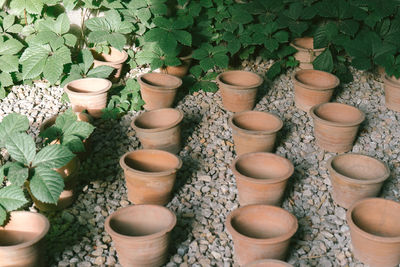 High angle view of potted plants in pot