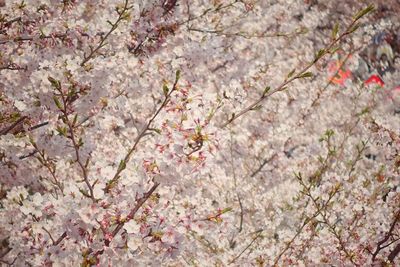 Close-up of pink cherry blossom tree