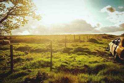 Scenic view of grassy field against sky