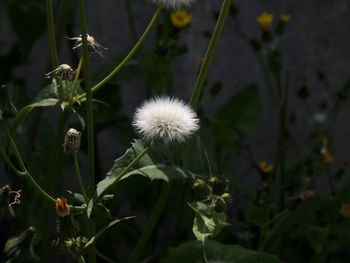 Close-up of white dandelion flower