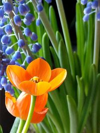 Close-up of orange flowering plant