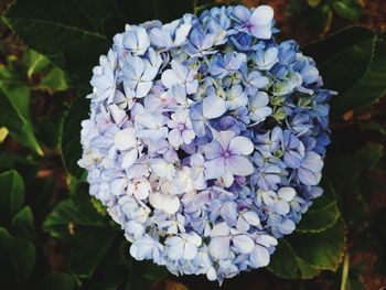 Close-up of purple hydrangea flowers